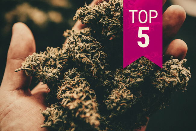 Pięć najmocniejszych odmian cannabis — aktualizacja 2020 
