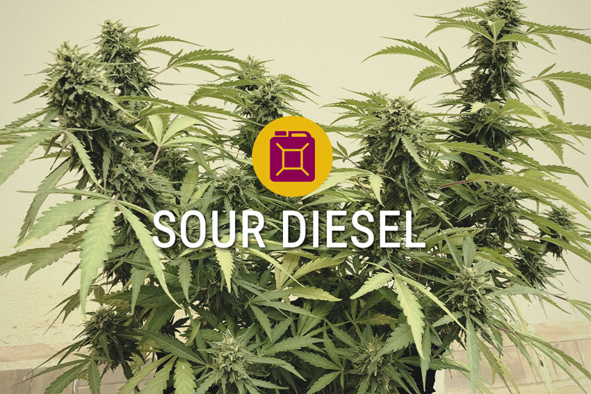 Feminozowana odmiana marihuany Sour Diesel