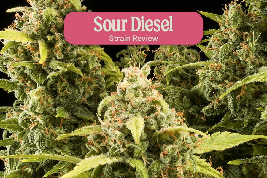 Recenzja odmiany Sour Diesel