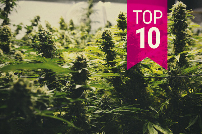 Top 10 odmian marihuany z najwyższymi plonami (aktualizacja 2022)