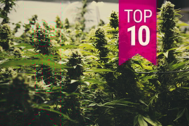 Top 10 odmian marihuany z najwyższymi plonami (aktualizacja 2025)