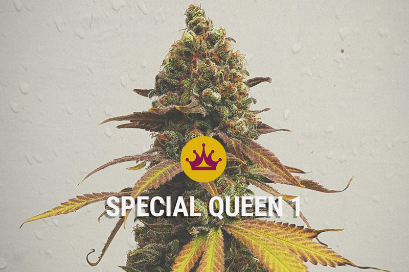 Special Queen - Nasiona jakość za niską cenę!