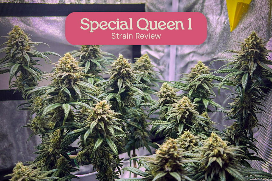 Special Queen - Nasiona jakość za niską cenę!