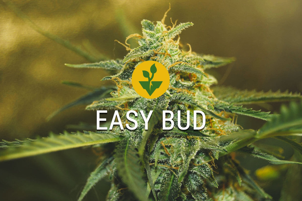 Easy Bud: rozpocznij uprawę konopi w łatwy sposób