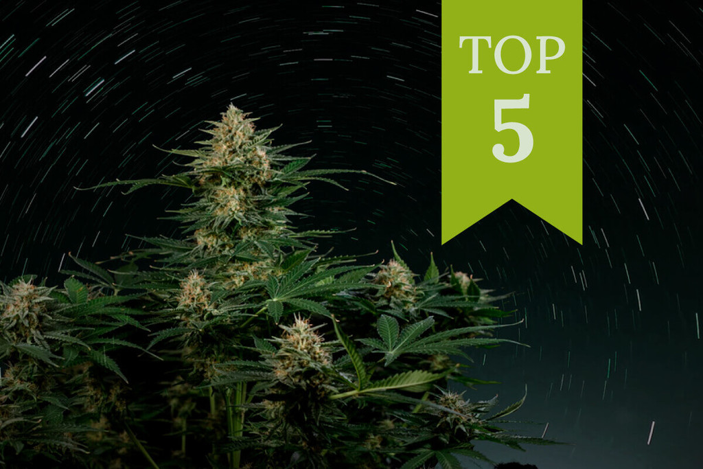 Top 5 odmian automatycznych 2025 r. bogatych w THC