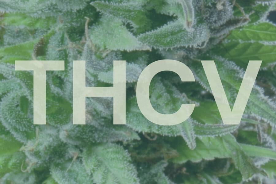 Czym jest THCV i jak wypada w porównaniu do THC?