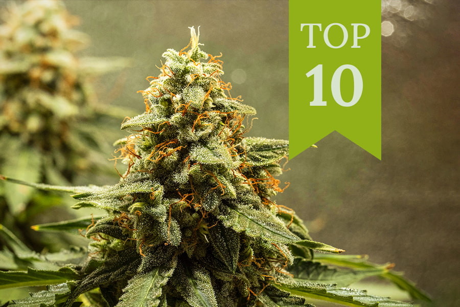 10 najlepszych automatycznie kwitnących odmian marihuany