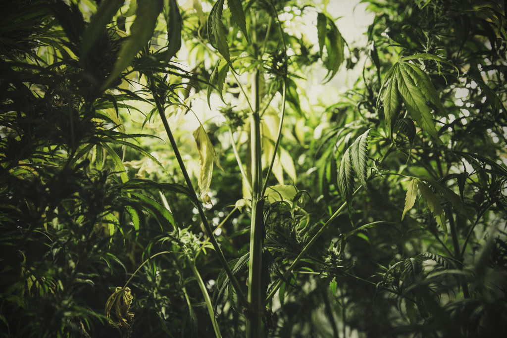 Jak kontrolować wyciąganie się roślin marihuany i mu zapobiegać