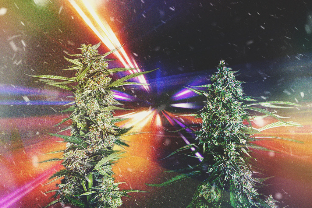 Najszybsze odmiany marihuany 2025 roku