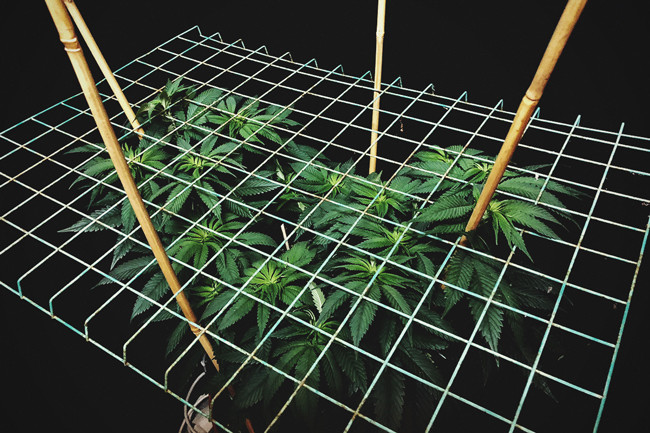 Jak i dlaczego warto stosować ScrOG na roślinach cannabis 