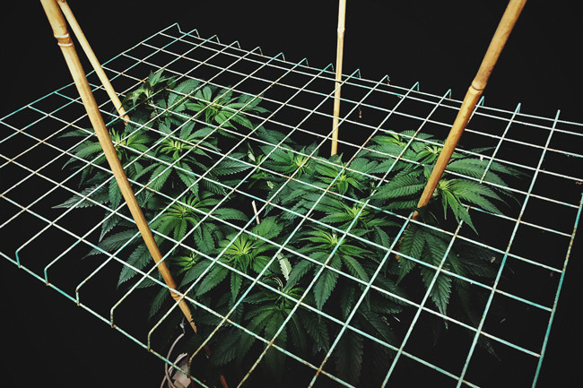 Jak i dlaczego warto stosować ScrOG na roślinach cannabis