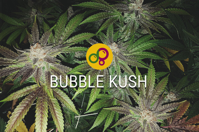 Bubble Kush naszą wersję Bubba Kush