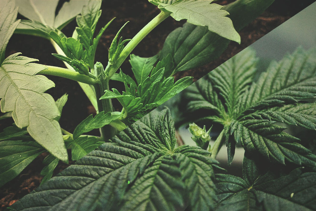 Przycinanie marihuany: topping vs. fimming