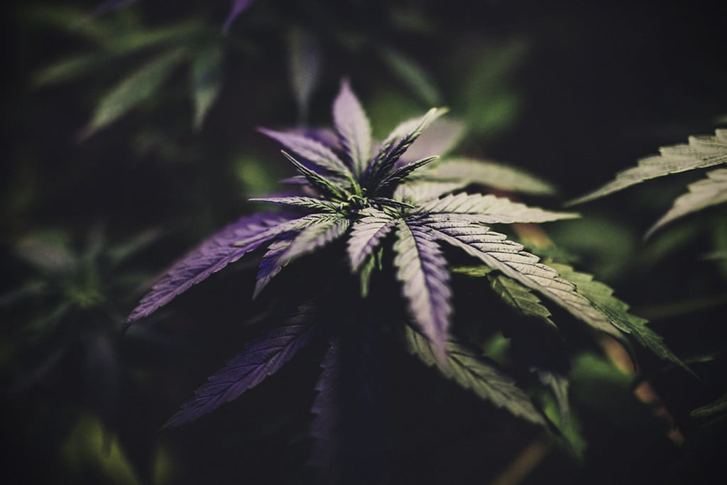 Wywoływanie kwitnienia u roślin cannabis uprawianych outdoor