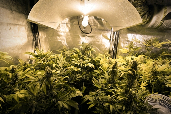 Uprawa marihuany: jak ustawić oświetlenie do uprawy indoor
