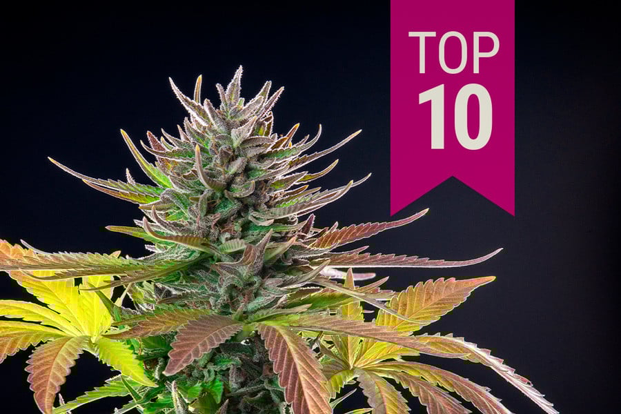 10 najlepszych odmian sativa 2025roku