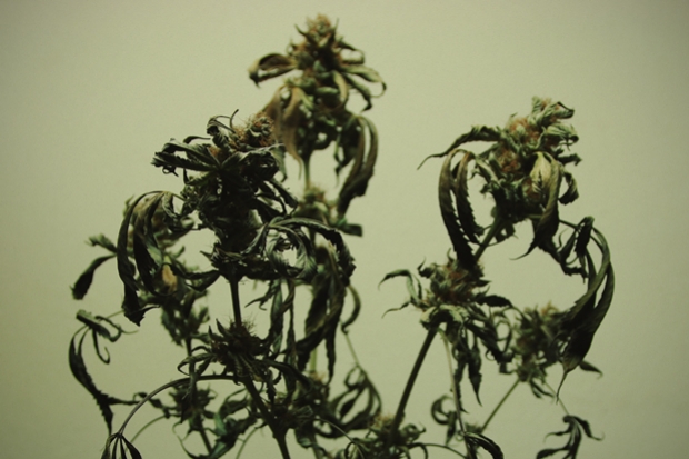 Spalenie roślin marihuany składnikami odżywczymi