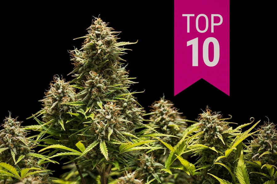 10 najlepszych odmian marihuany indica 2026 roku