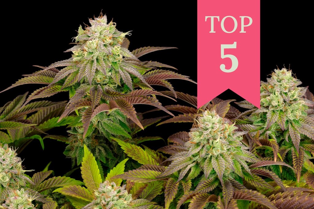 5 najmocniejszych odmian konopi indica