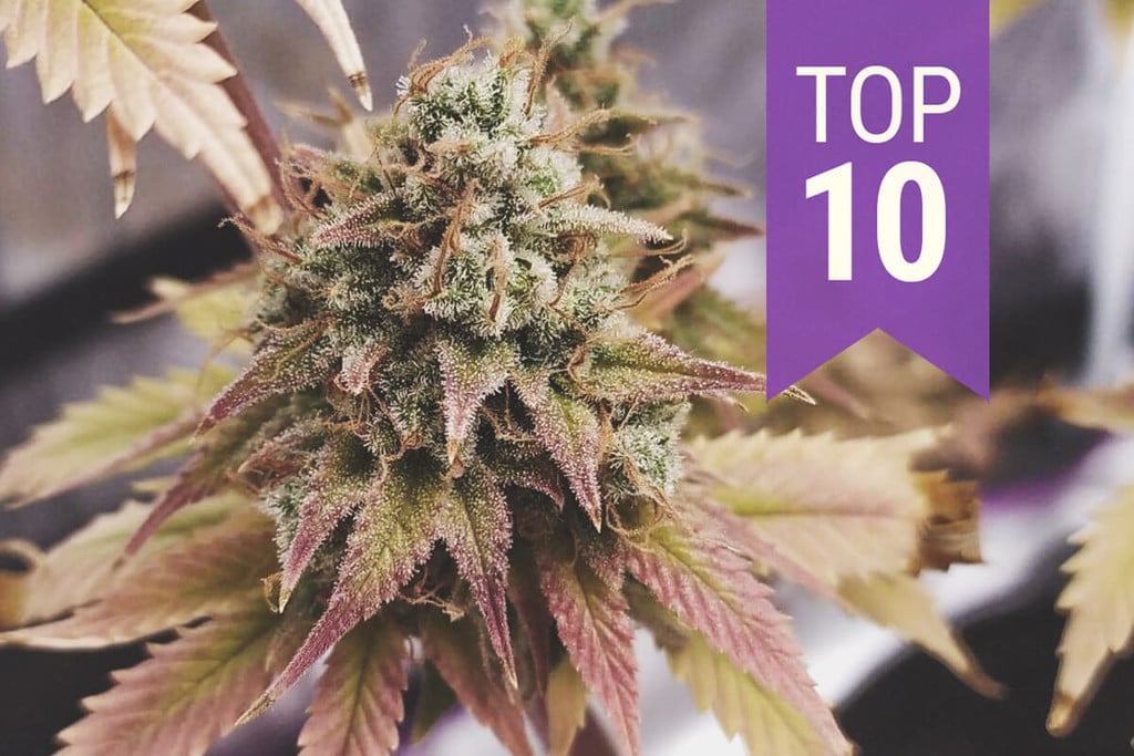 10 najlepszych odmian 2025 roku o wysokiej zawartości THC