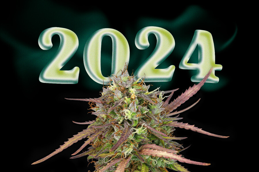 Najlepsze nowe odmiany marihuany 2024 roku