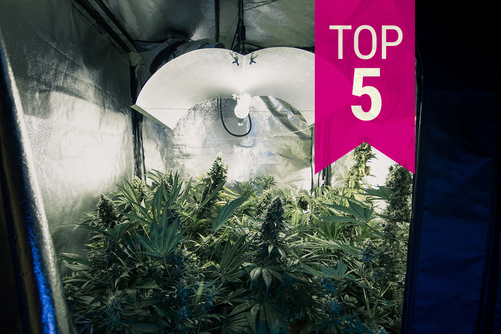 Top 5 odmian marihuany o delikatnym zapachu, które zapewnią dyskrecję w 2023 roku
