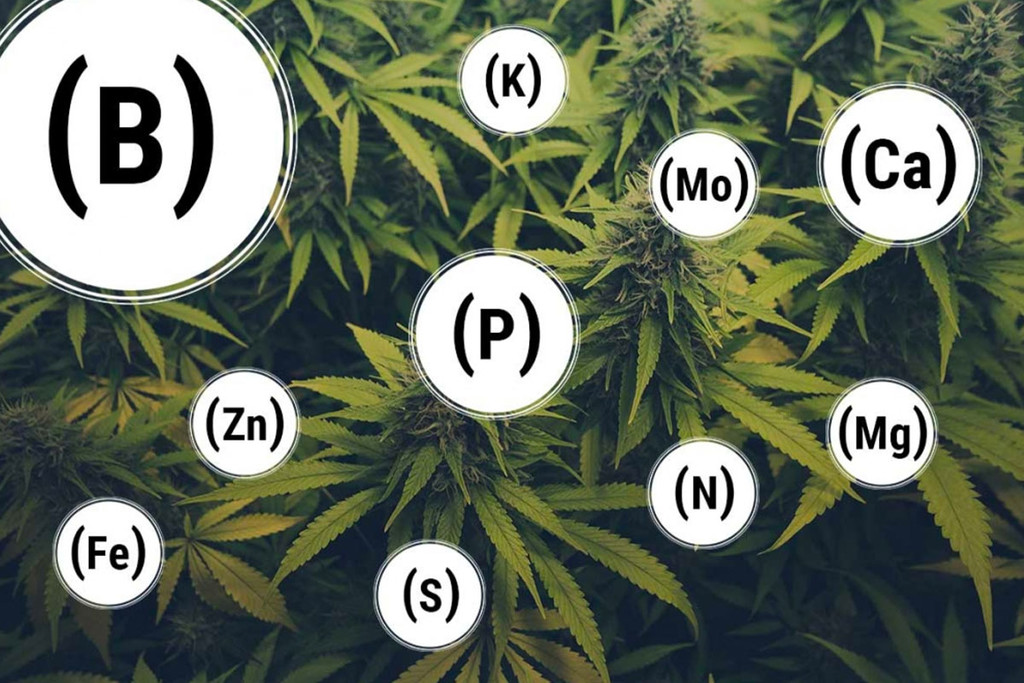 Jak zapobiegać i wyrównywać niedobory składników odżywczych u roślin cannabis 