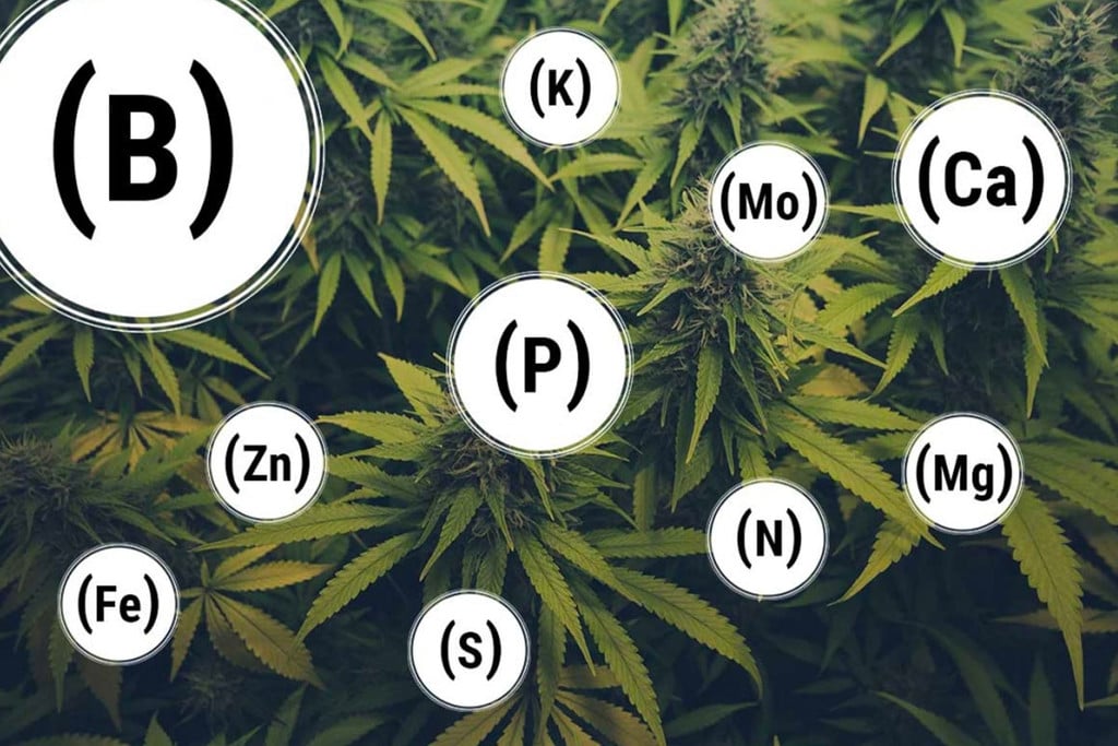Jak zapobiegać i wyrównywać niedobory składników odżywczych u roślin cannabis