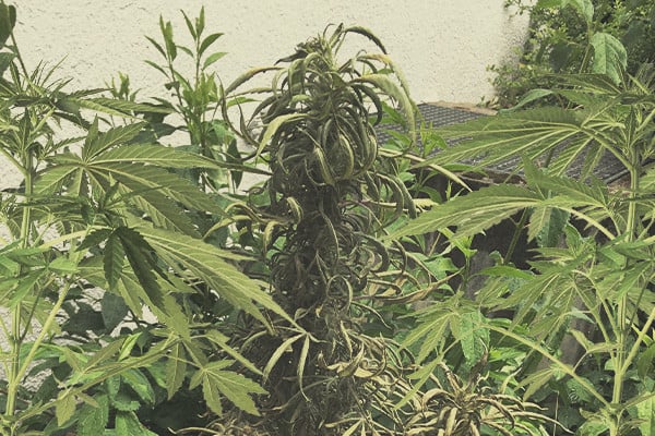 Rozpoznawanie i leczenie powszechnych dolegliwości roślin konopi