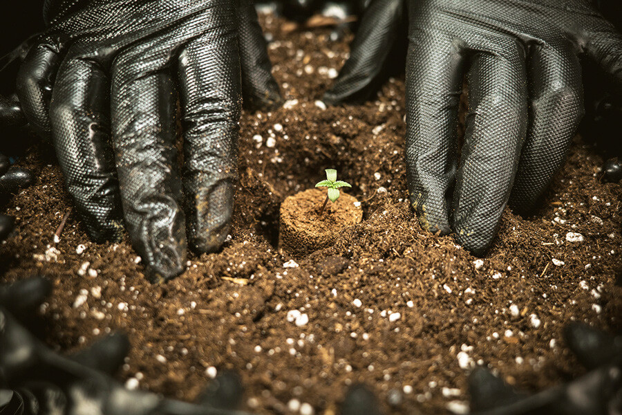 Najlepsza gleba do uprawy automatycznie kwitnących odmian marihuany