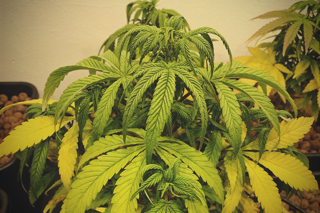 Jak ożywić chorą roślinę marihuany
