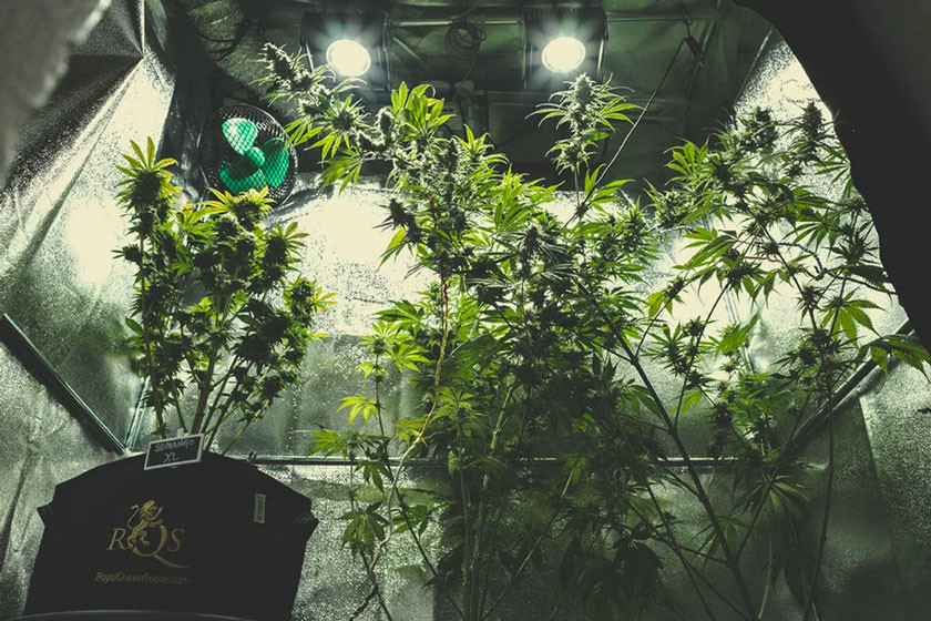 Kompletny przewodnik po uprawie marihuany indoor