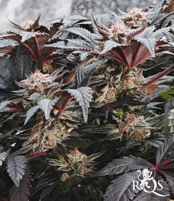 Fruit Spirit Fruit Spirit