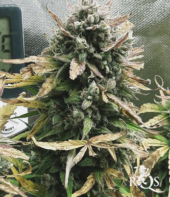 Easy Bud Easy Bud