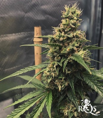 Easy Bud Easy Bud