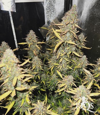 Easy Bud Easy Bud