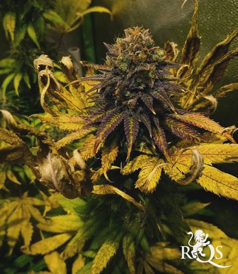 Candy Kush Express (Fast Flowering) Candy Kush Express (Fast Flowering)