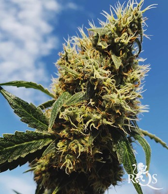 Mother Gorilla (Wcześniej Royal Madre)