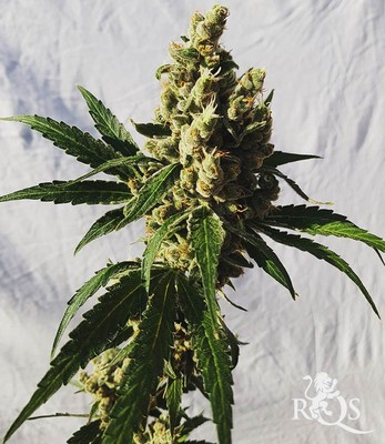 Mother Gorilla (Wcześniej Royal Madre)