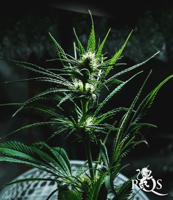 Mother Gorilla (Wcześniej Royal Madre)