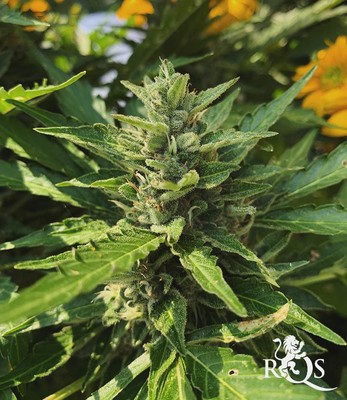 Royal Gorilla Royal Gorilla