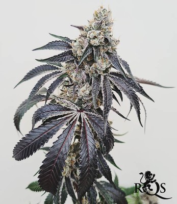 Wedding Gelato Wedding Gelato