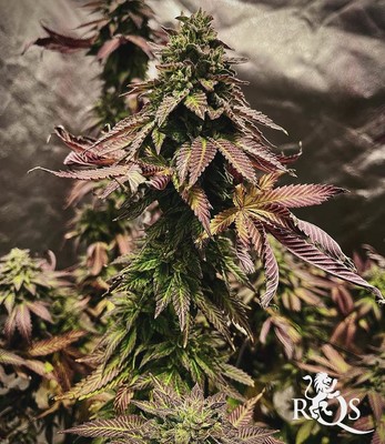 Wedding Gelato Wedding Gelato