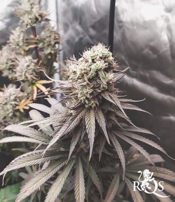 Joanne's CBD Joanne's CBD