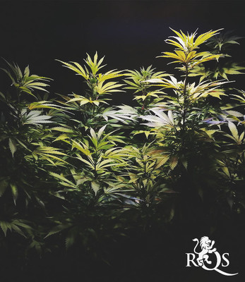 Joanne's CBD Joanne's CBD