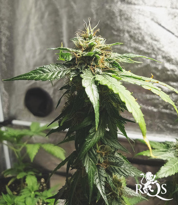 Royal CBG Automatic Royal CBG Automatic