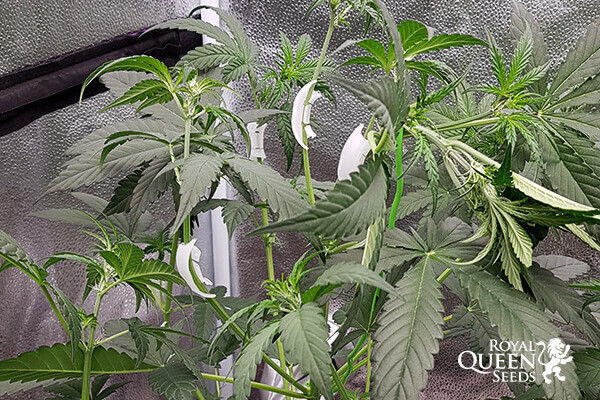 Klipsy ogrodnicze do treningu LST