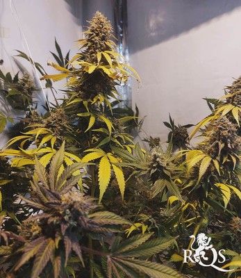 Royal Runtz Royal Runtz