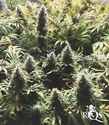 Royal Runtz Royal Runtz