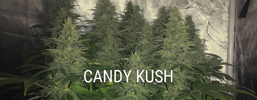Candy Kush Additional info